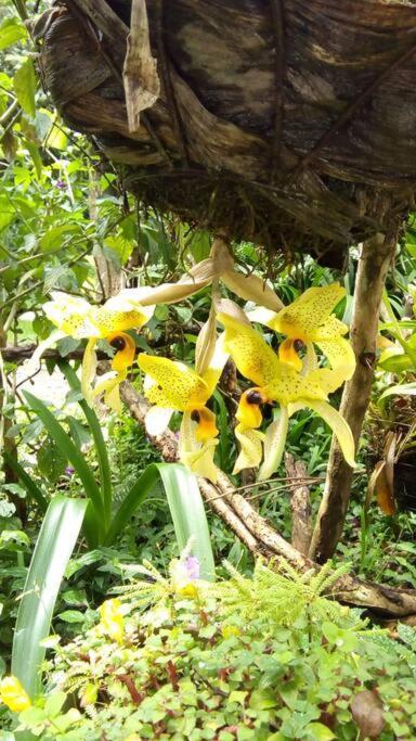 Casa Euphonia الجبل الأخضر المظهر الخارجي الصورة